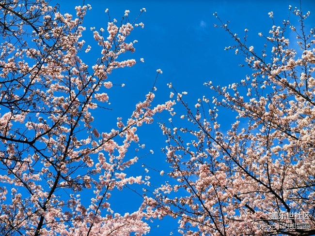 【途有春光】賞花