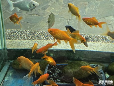 【鏡藏萬象】逛動物園