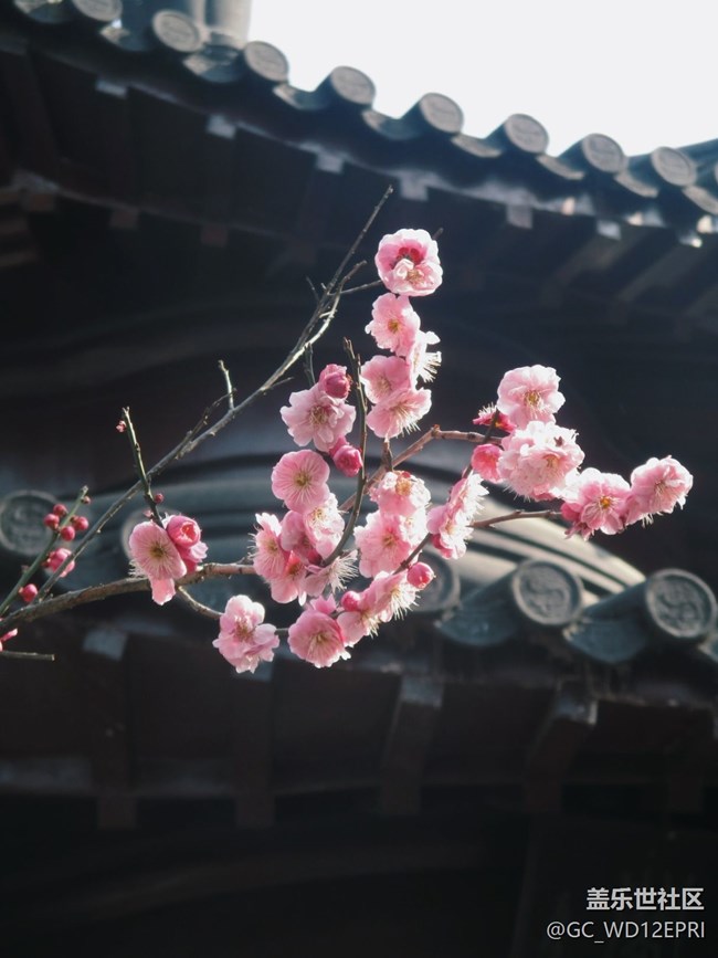 【途有春光】賞梅花