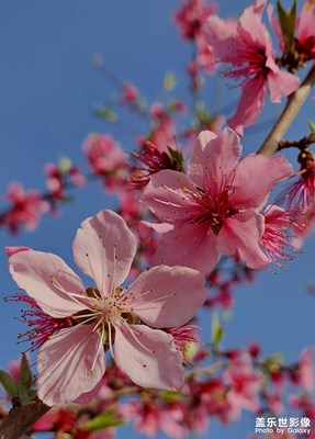 【鏡藏萬(wàn)象】+美麗的桃花