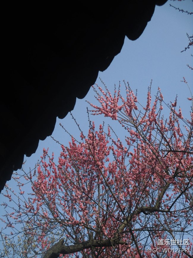 【途有春光】賞梅花