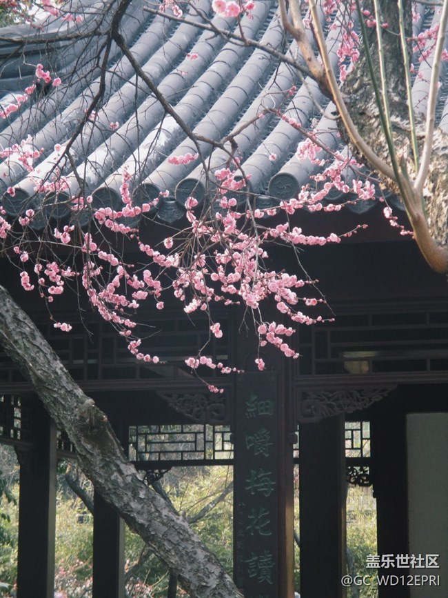 【途有春光】賞梅花