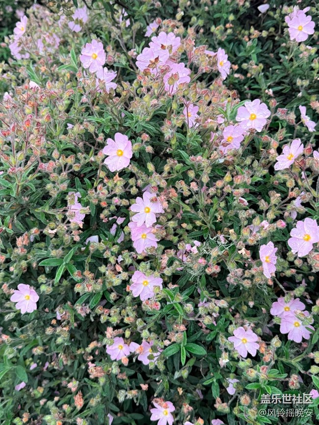 【途有春光】春花