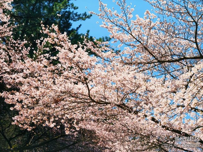 【途有春光】賞花