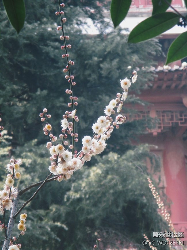 【途有春光】賞梅花