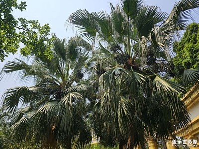 【鏡藏萬象】春日記憶