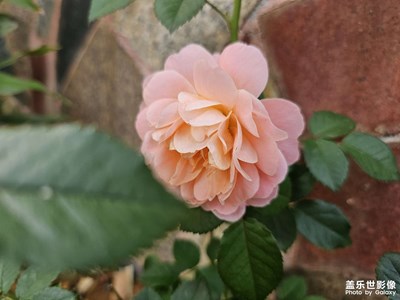 【鏡藏萬(wàn)象】看花開(kāi)