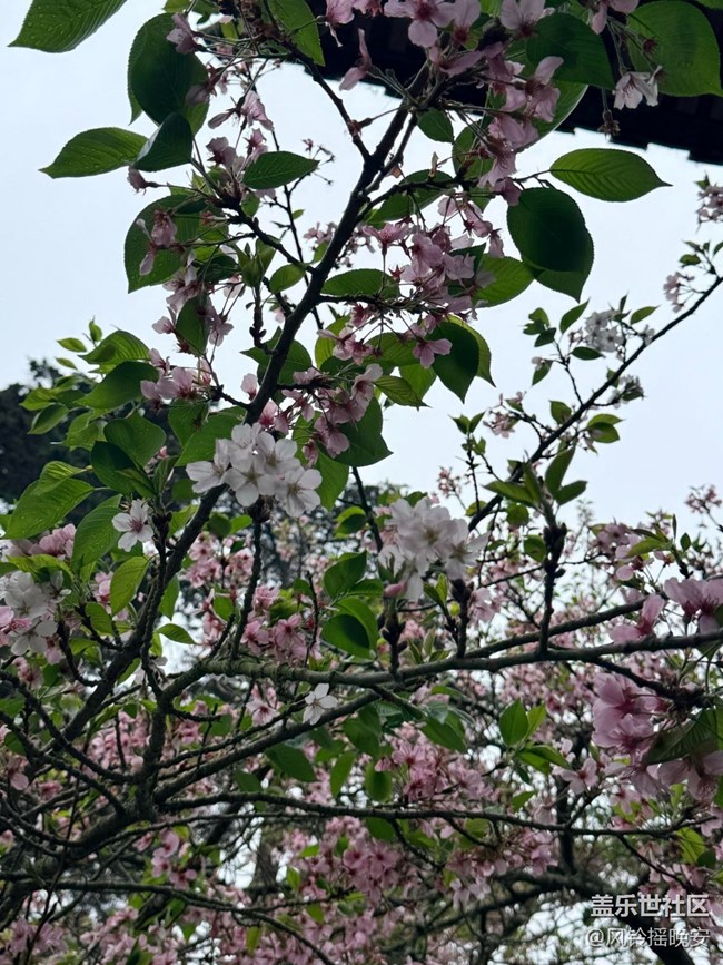 【途有春光】春花