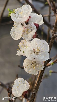 試著發(fā)一張小品