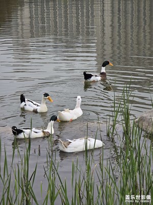 【鏡藏萬(wàn)象】春江水暖