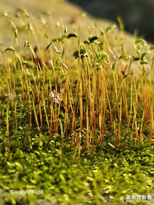 【細(xì)微之處】角落里的春日生機(jī)