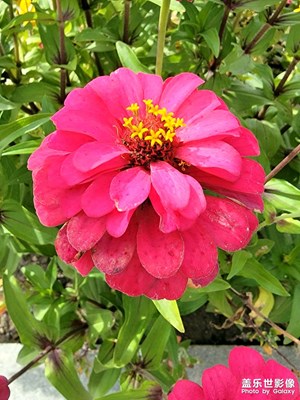 S21U微距拍花比S26U強啊