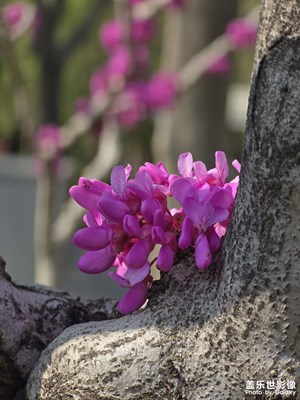 【細(xì)微之處】+四月的花