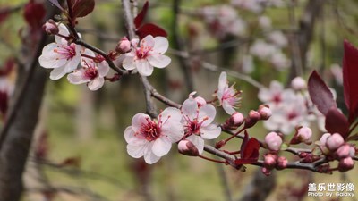 【細(xì)微之處】春上枝頭