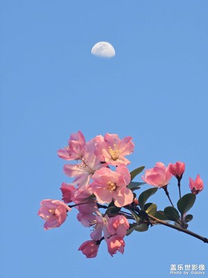 海棠依舊