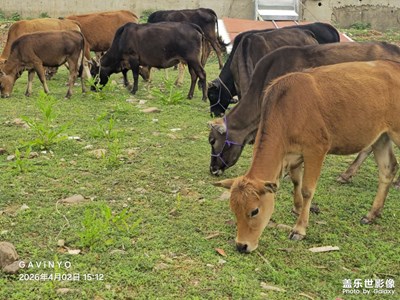 【細(xì)微之處】田園牧歌 A