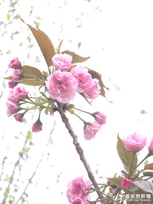 春天的花