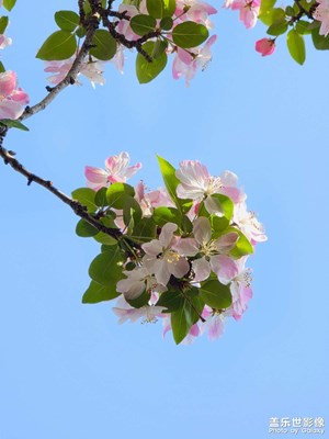 【細微之處】+海棠