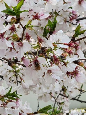 【細(xì)微之處】花瓣