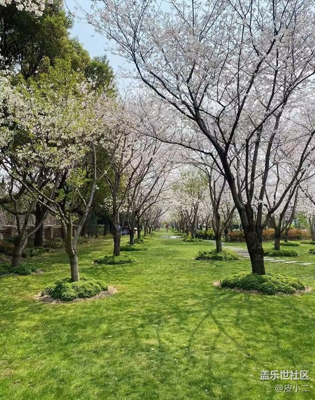 【人間四月天】櫻花季