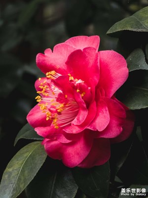 【細(xì)微之處】山茶花、碧冬茄