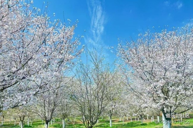 【人間四月天】賞花