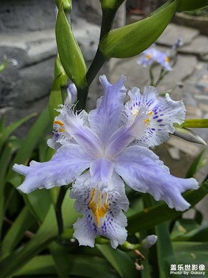 【細微之處】+微拍花朵