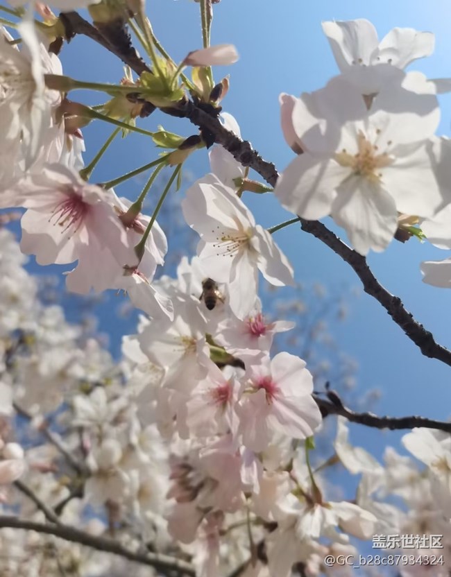 【人間四月天】花團(tuán)錦簇