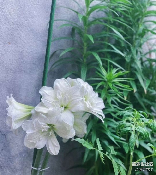 【人間四月天】陽(yáng)臺(tái)美景