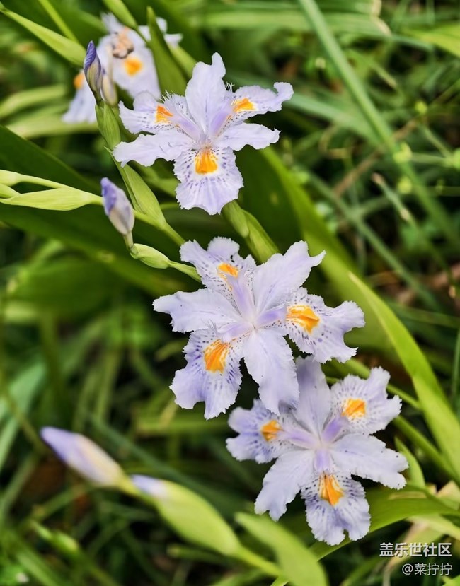 【人間四月天】百花齊放
