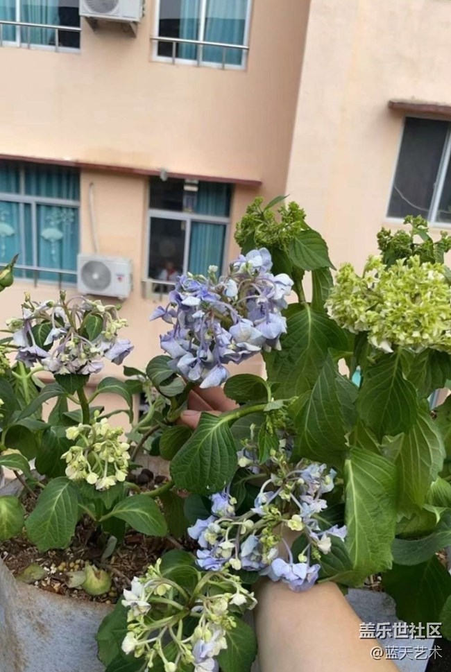 【人間四月天】陽(yáng)臺(tái)美景