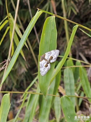 【細微之處】微距