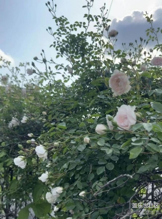 【人間四月天】花園