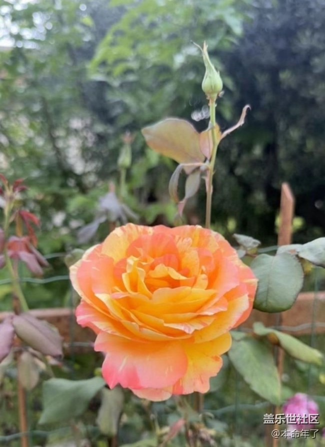 【人間四月天】花園