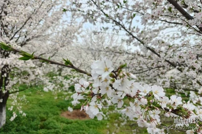 【人間四月天】賞花