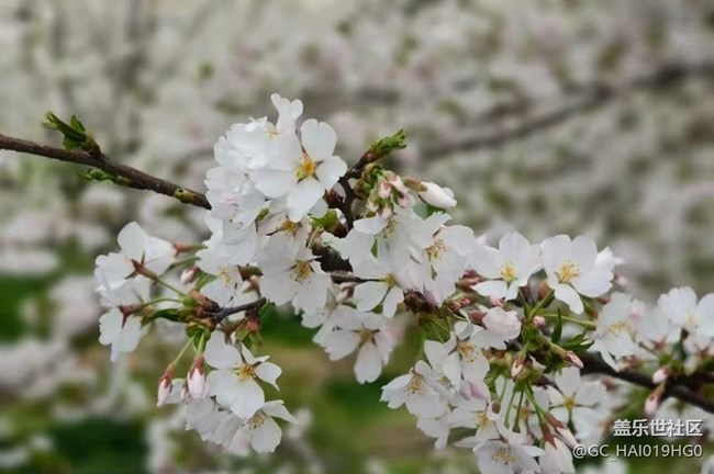 【人間四月天】賞花