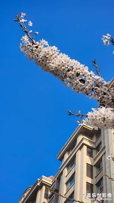 【細(xì)微之處】小區(qū)里的春天