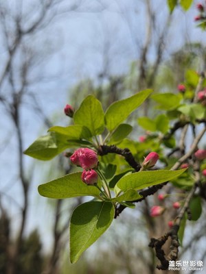 【細微之處】+春日海棠