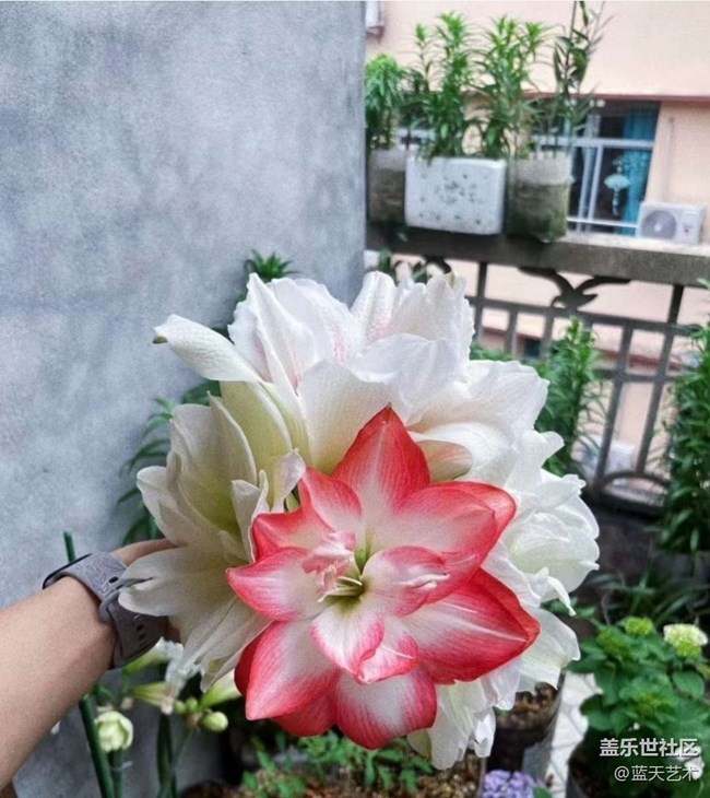 【人間四月天】陽(yáng)臺(tái)美景