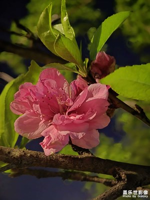 【細(xì)微之處】路邊花，夜太美