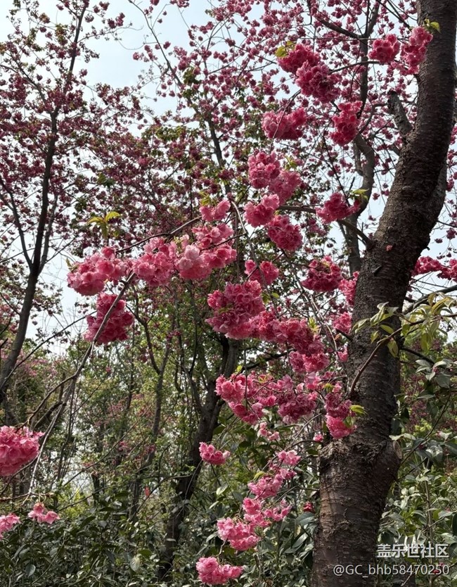 【人間四月天】春有約