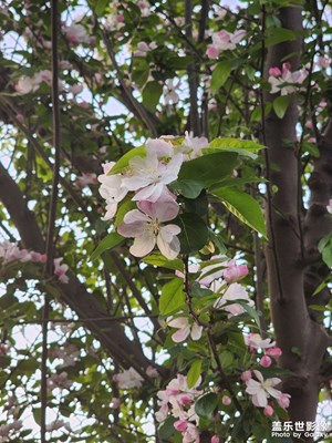 細微之處 開花了