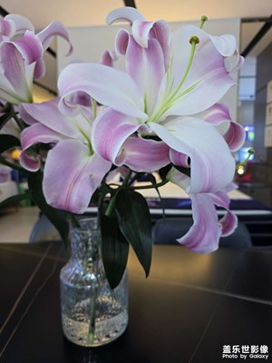 大香水百合花