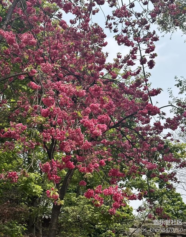 【人間四月天】春有約