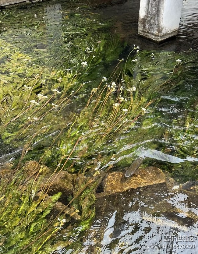 【人間四月天】春有約