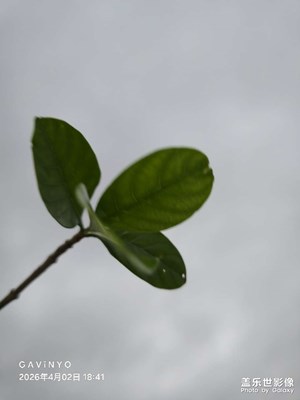 【細(xì)微之處】一枝獨秀