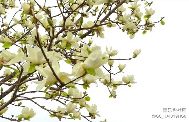 【人間四月天】賞花