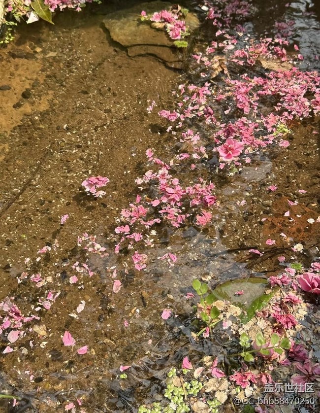 【人間四月天】春有約