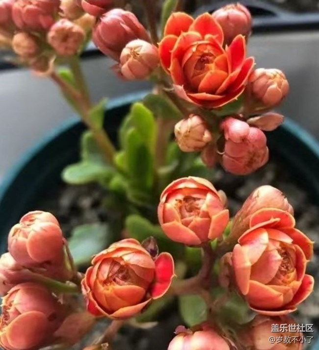 【人間四月天】曬花