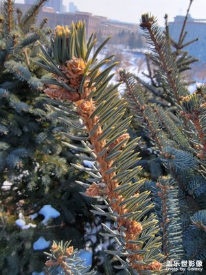 S21U拍松針-由遠及近